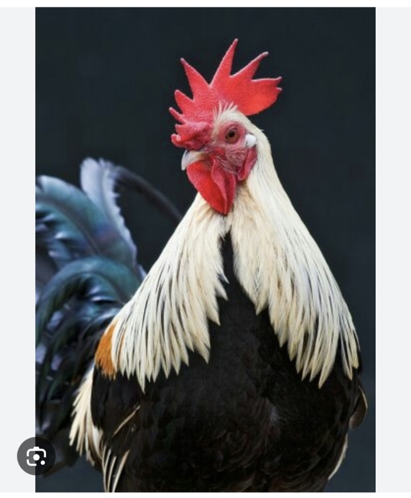 turk