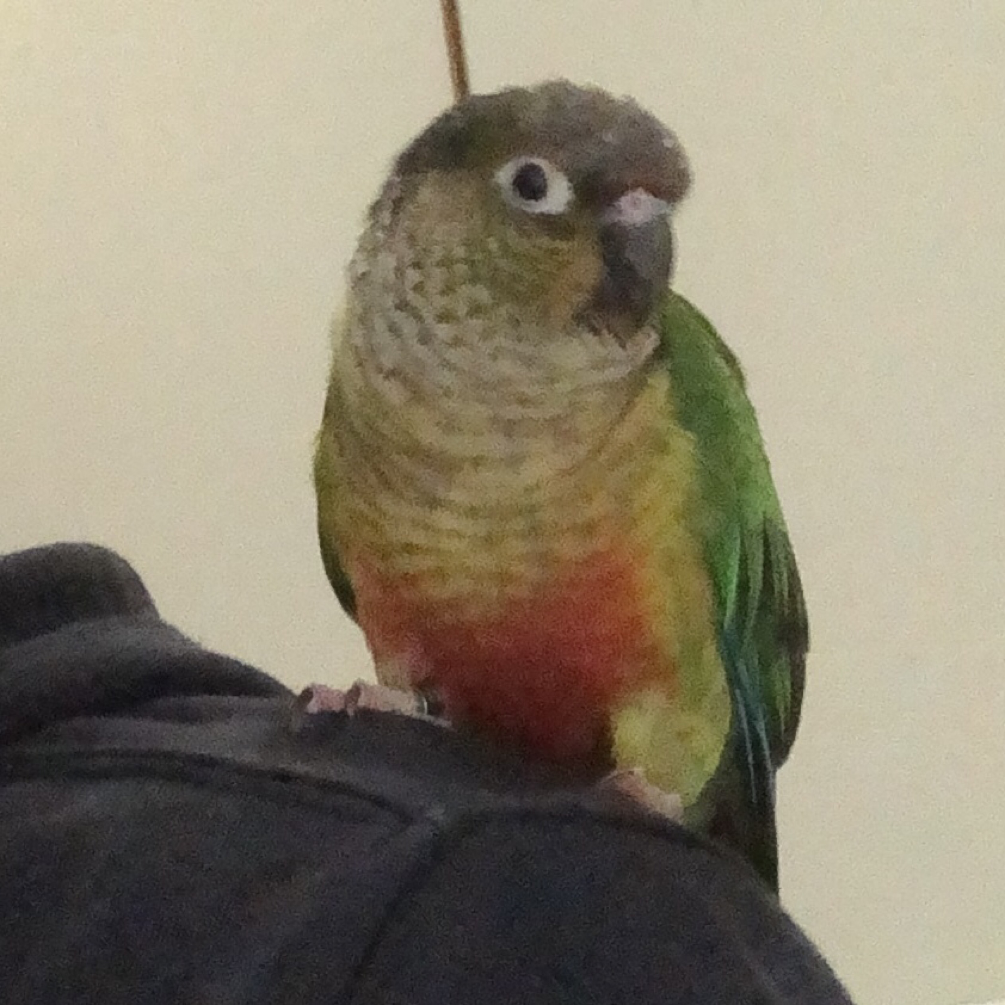 Superlux E205 kondenzatorski mikrofon - Mikrofoni - OLX.ba