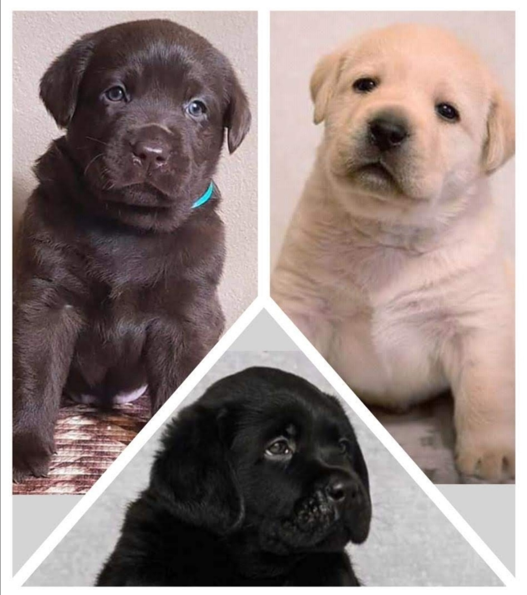 Labrador retriver - Psi i Štenad - OLX.ba