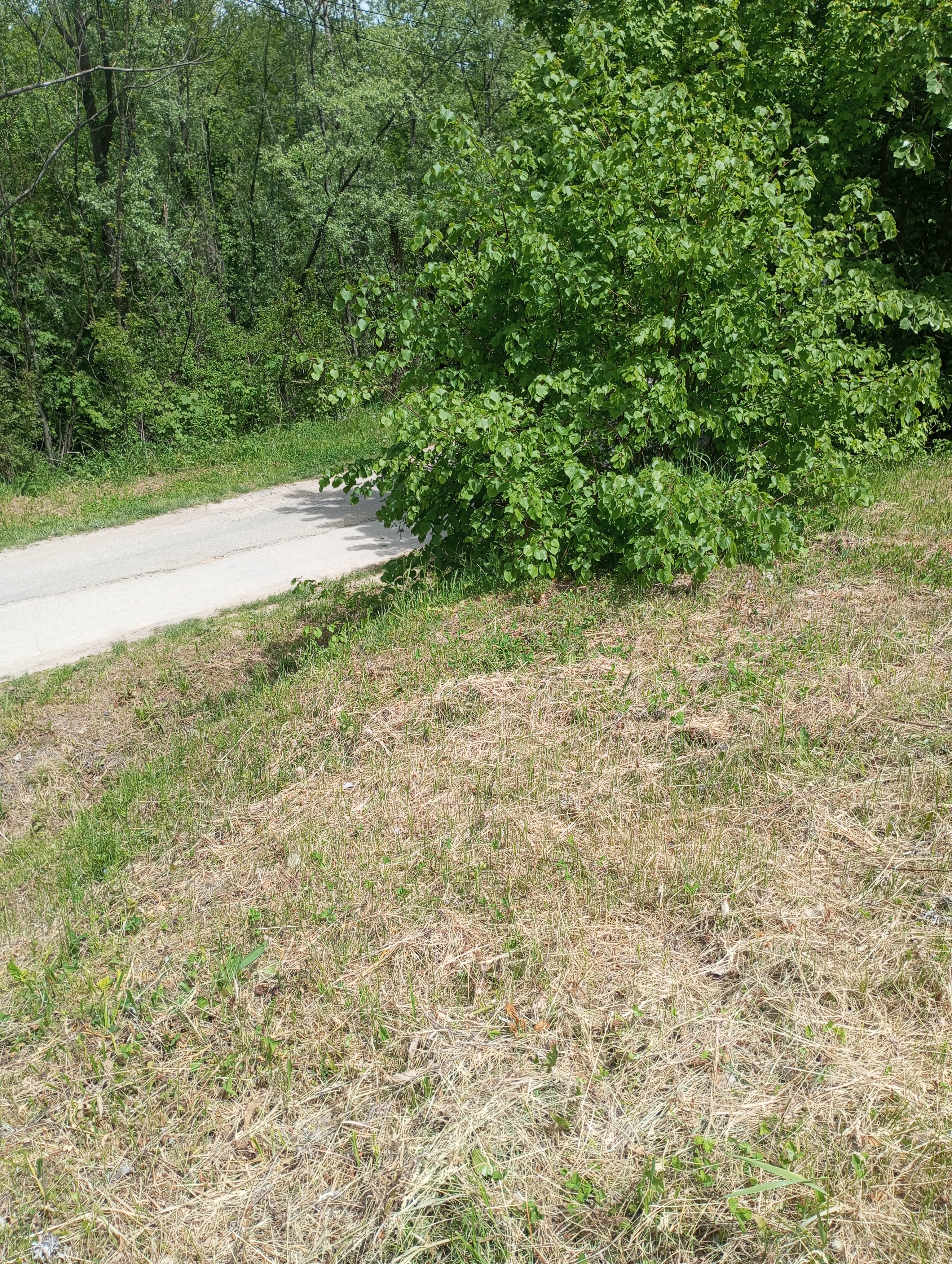 KOZJAKLOPARE