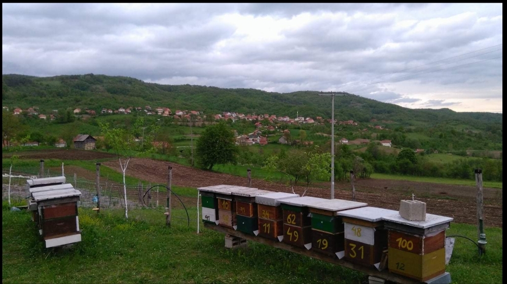 Pcelar_Tanjic