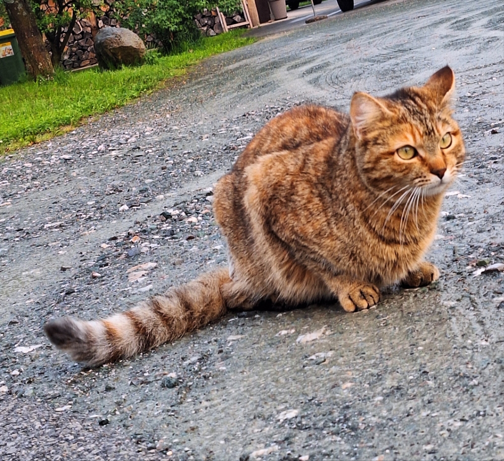 Zox7_7