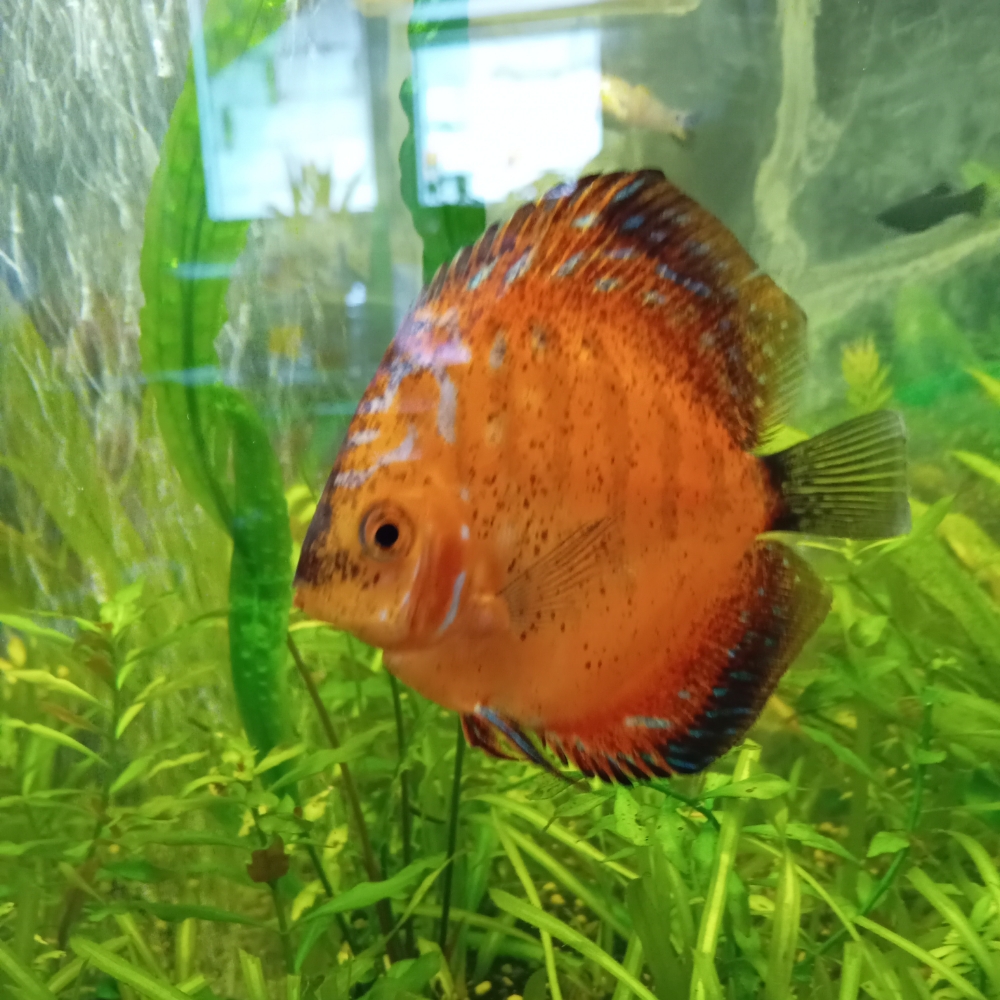 Ribice guppy - Ribice - OLX.ba