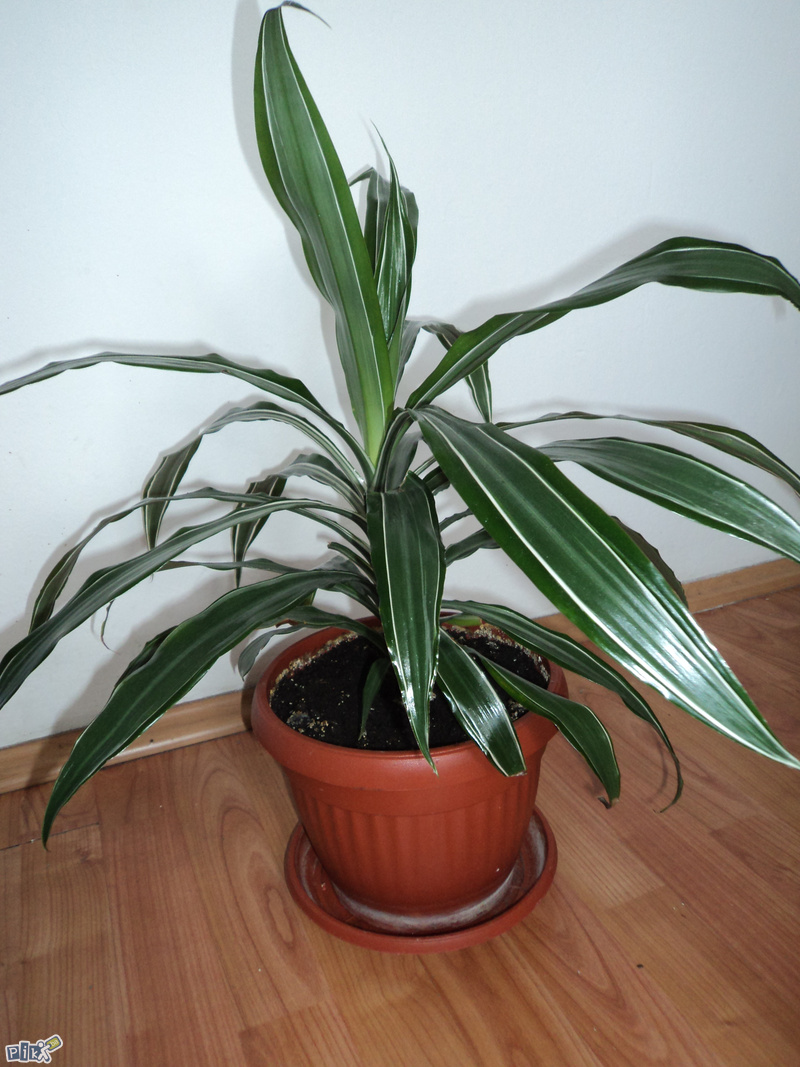 glückskastanie wohnzimmer Glückskastanie (Pachira aquatica) kaufen main image 1