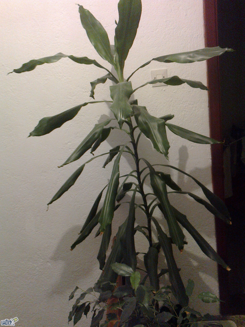 Kucno cvijece -Drvo zivota, Dracena - Biljke i cvijee - OLX.ba