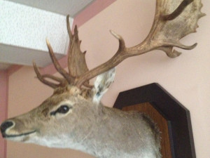 Jelen lopatar preparirani kapitalac trofej