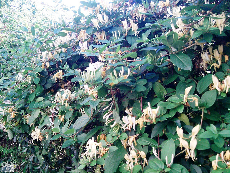 Orlove kandže, orlovi nokti (Lonicera) ~25+ sjemenki