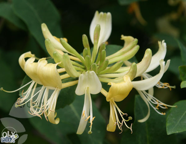 Orlove kandže, orlovi nokti (Lonicera) ~25+ sjemenki