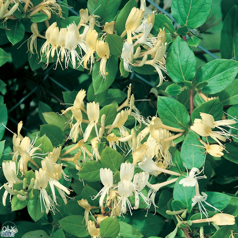 Orlove kandže, orlovi nokti (Lonicera) ~25+ sjemenki