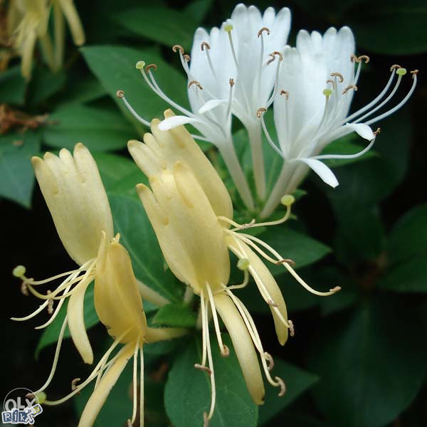 Orlove kandže, orlovi nokti (Lonicera) ~25+ sjemenki