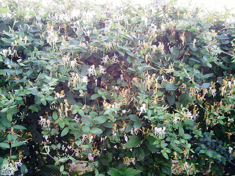 Orlove kandže, orlovi nokti (Lonicera) ~25+ sjemenki