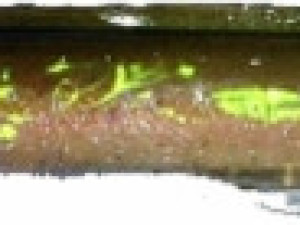 Byron Paklara 14cm B [11078]