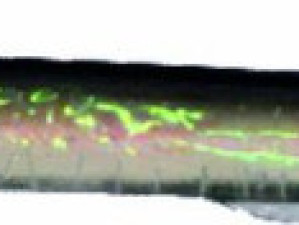 Byron Paklara 19CM S [11081]