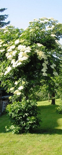 Zova sadnice (sambucus nigra)