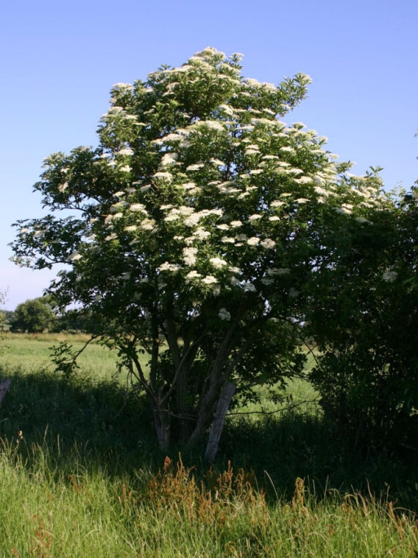 Zova sadnice (sambucus nigra)