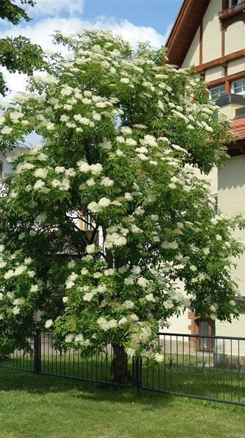 Zova sadnice (sambucus nigra)