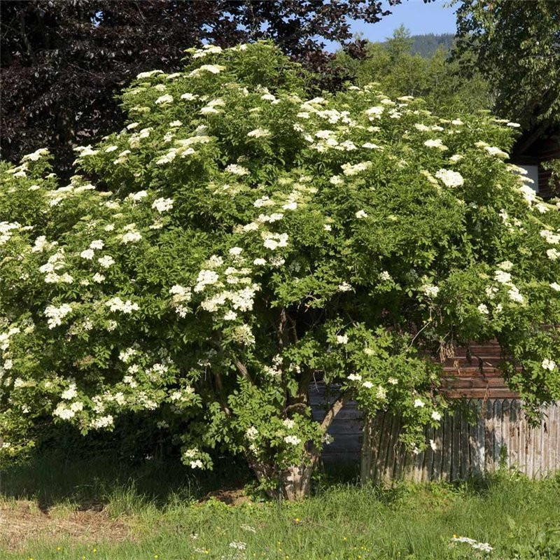 Zova sadnice (sambucus nigra)