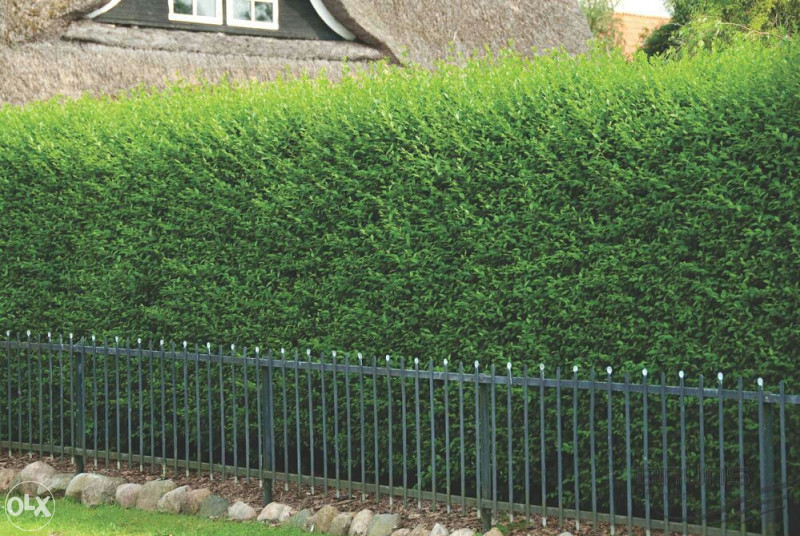 Ziva Ograda Ligustrum Sadnice - Sadnice - OLX.ba