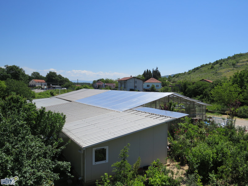 Sadnice vinova loza, voćne sadnice i ukrasno bilje