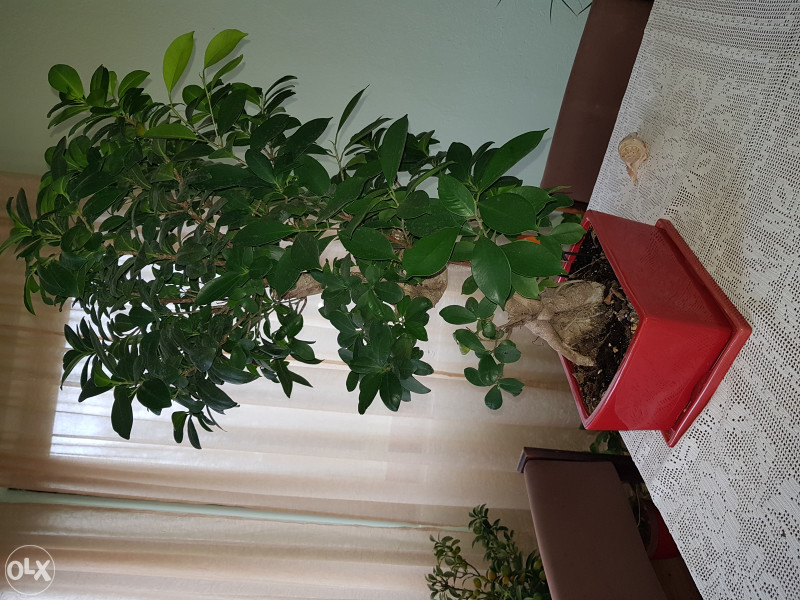 BONSAI DRVO - Sadnice - OLX.ba