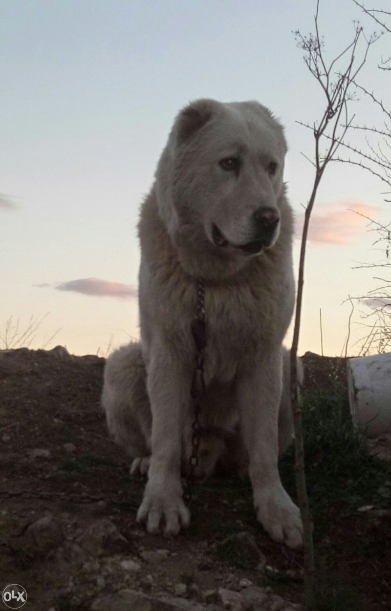 Pet Animal Simulation guarantee Golden