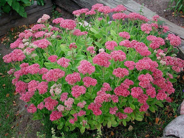 Ranjenik, Debela koka, ljekovita biljka ~500+ sjemenki