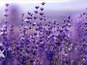 Lavanda - Suhi cvijet - Čaj Lavande