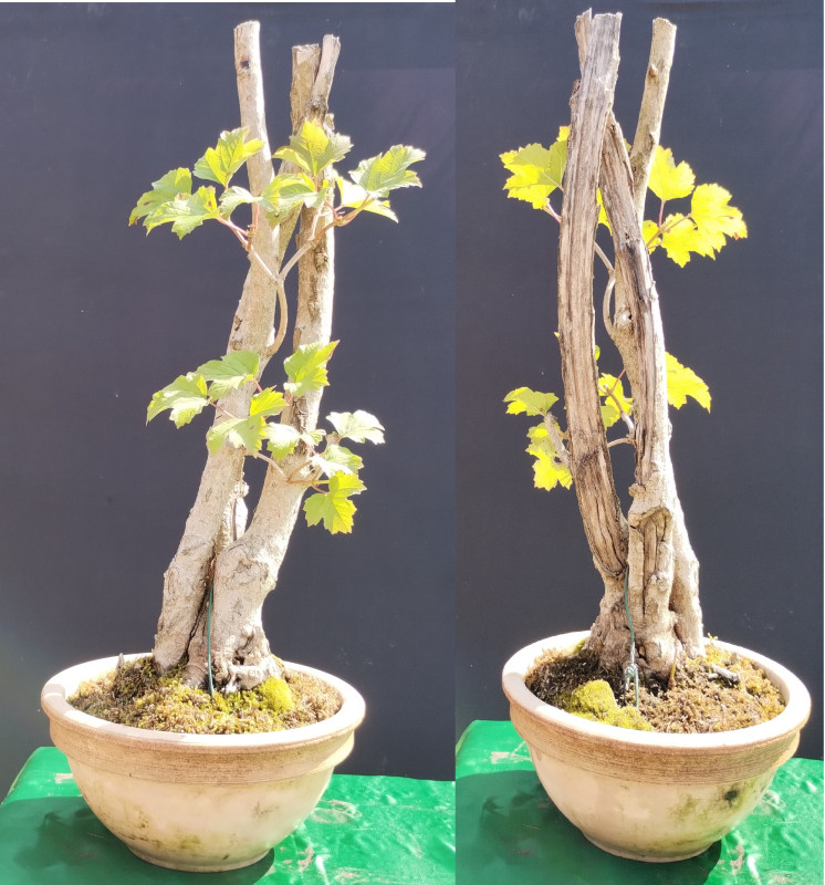 wandtattoo bonsai Bonsai Baum, 3D Wandtattoo— Pixxprint.de