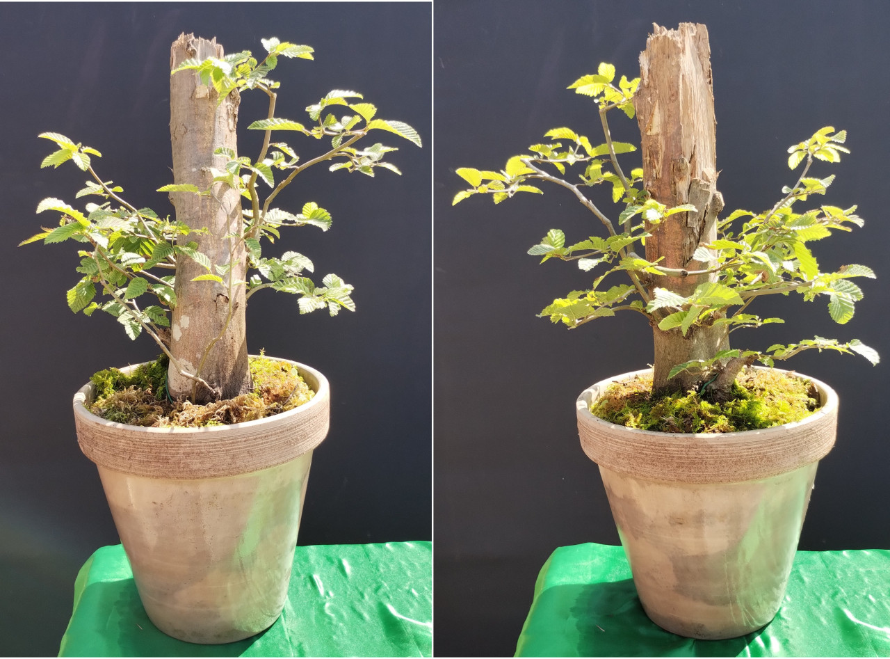 Bonsai GRAB, (Carpinus betulus) - Umjetnike slike - OLX.ba
