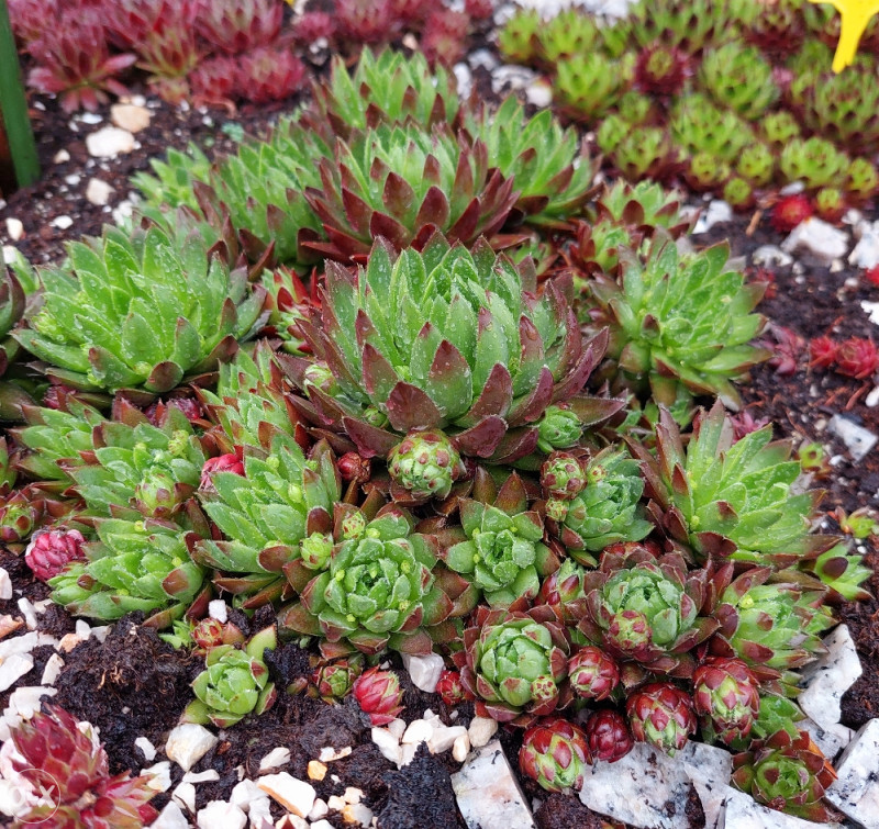 Cuvarkuca / sempervivum " jovibarba 2 " 9 Sadnice OLX.ba