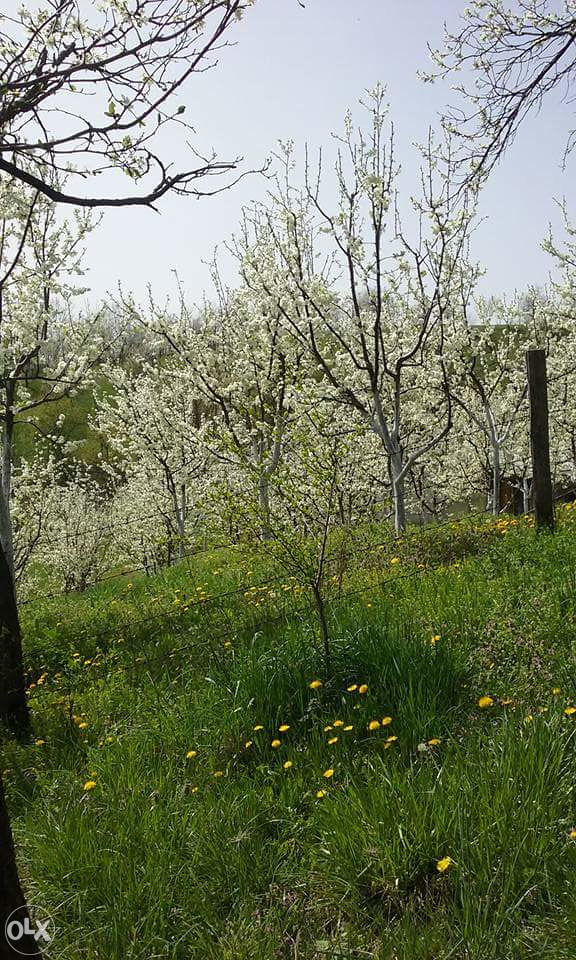 Med - Planina Majevica
