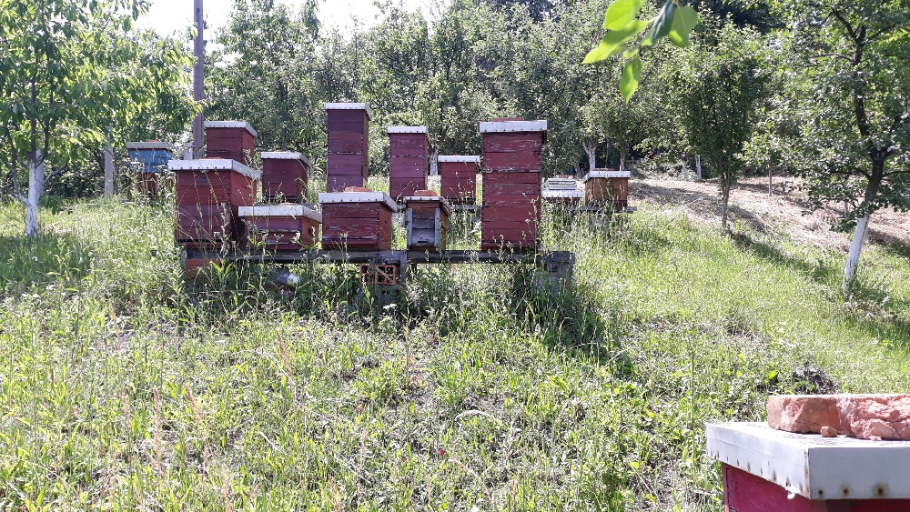 Med - Planina Majevica