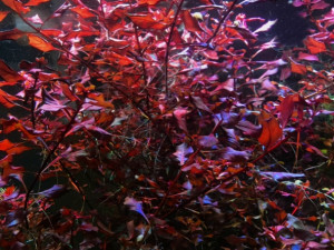 Ludwigia sp. 'Super red'