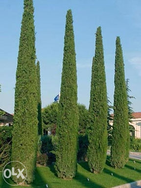 Himalajski čempres sjeme (cupressocyparis sempervirens)