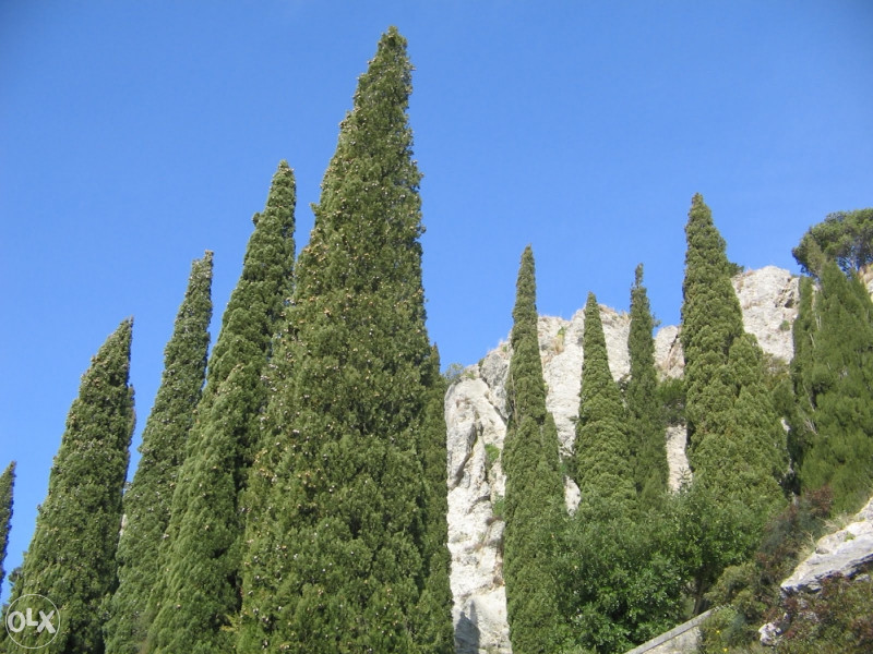 Himalajski čempres sjeme (cupressocyparis sempervirens)