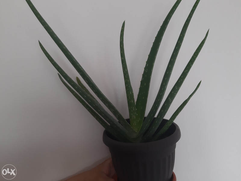 Aloe vera jestiva ili za kozu - Biljni preparati - OLX.ba