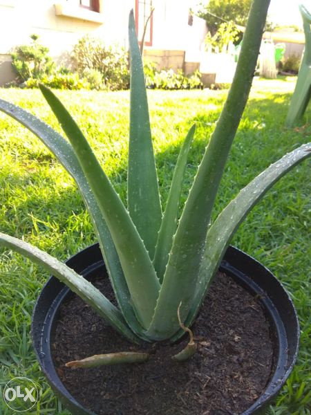 welche aloe vera für die haut Aloe Vera Gel – 100% Feuchtigkeit [Kühlend & Pur]