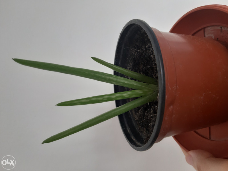Aloe vera jestiva ili za kozu - Biljni preparati - OLX.ba