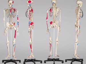 Medicinski skelet kostur/Anatomija
