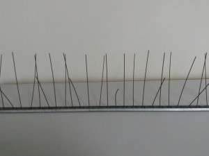 Česalj protiv golubova