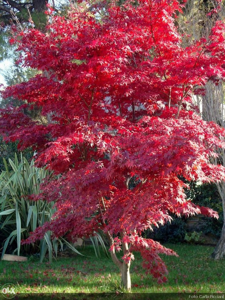 Japanski (crveni)javor (acer palmatum artropurpureum)
