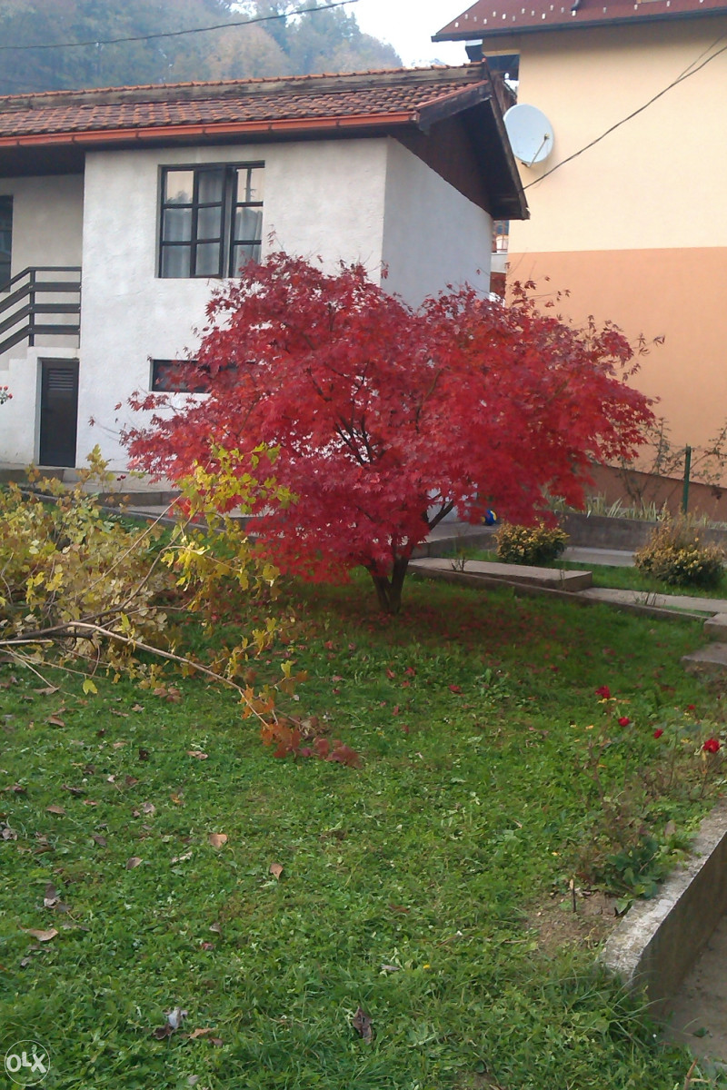 Japanski (crveni)javor (acer palmatum artropurpureum)