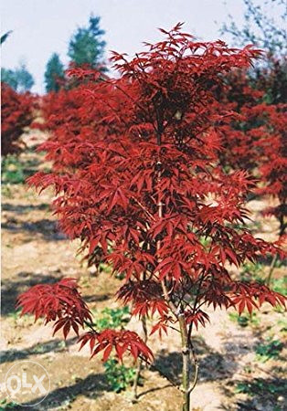 Japanski (crveni)javor (acer palmatum artropurpureum)