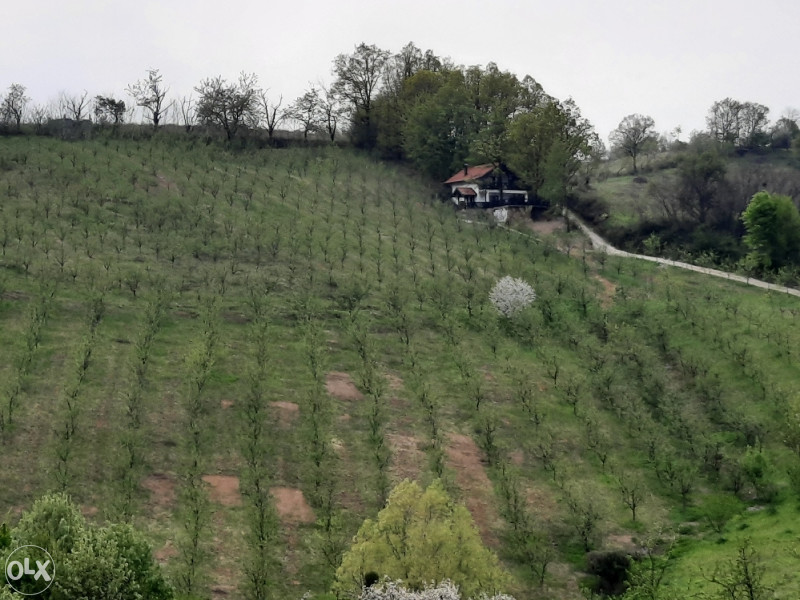 POVOLJNO Vikendica sa 30.000m2 vićnjaka na prelijepoj lokaciji 2