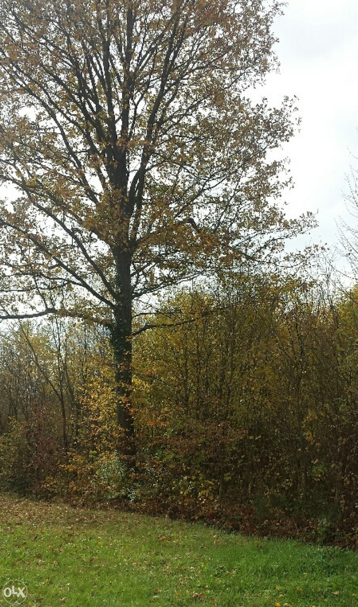Zemljište Živinice (Gradska zona II) 8