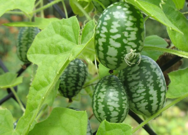 Meksički krastavac Cucamelon ~25+ sjemenki