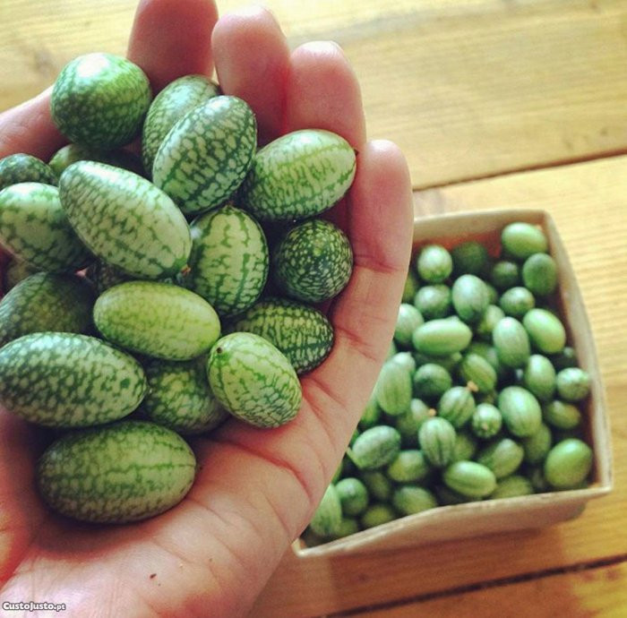 Meksički krastavac Cucamelon ~25+ sjemenki