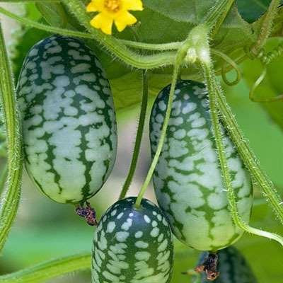 Meksički krastavac Cucamelon ~25+ sjemenki