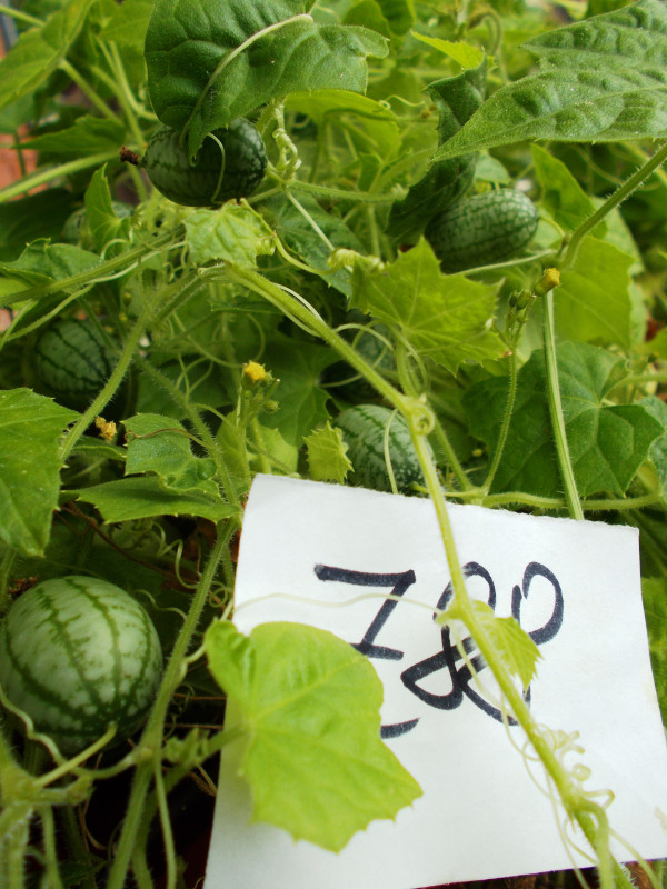 Meksički krastavac Cucamelon ~25+ sjemenki