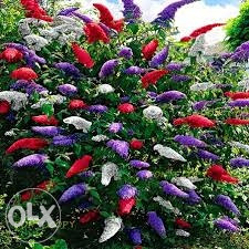 Budleja tricolor, sadnice